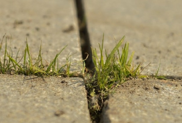 Трава в швах тротуарной плитки: как с ней быть?