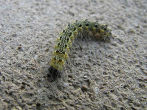 Устойчивость к гниению и вредителям