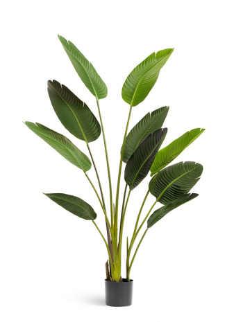 Искусственная Стрелиция Style 1500 мм натуральный зеленый 10.071820/5 рис 1