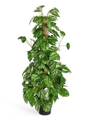 Искусственный Потос куст 1000 мм желто-зеленый 20.6203N рис 1